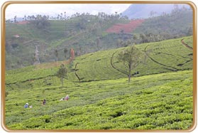 Kotagiri Hill Station Tamilnadu