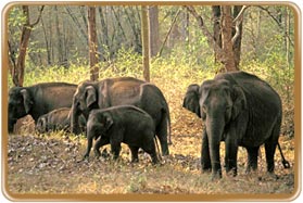 Mudumalai Wildlife Sanctuary Tamil Nadu