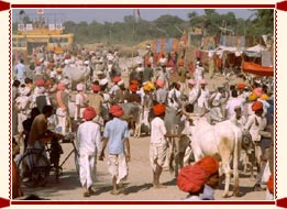 Cattle Fair Bateswar Uttar Pradesh