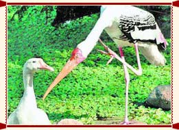 Nawabganj Bird Sanctuary Uttar Pradesh