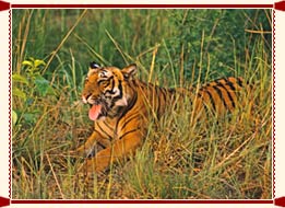 Wildlife in Uttar Pradesh