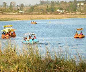 Asan Barrage, Dehradun