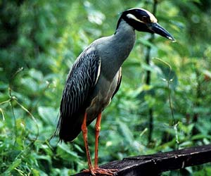 Assan Barrage Bird Sanctuary, Uttarakhand