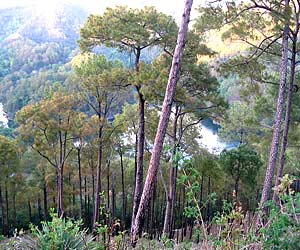 Chir Trees, Tehri Garhwal