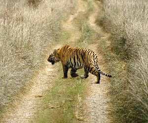 Uttarakhand Wildlife - Wildlife & National Parks in Uttaranchal India