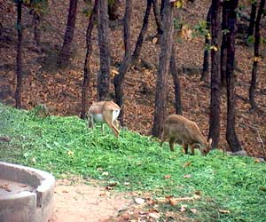 Malsi Deer Park, Dehradun