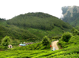 Darjeeling Tea Plants