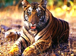 Sunderban National Park