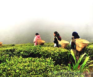 Tea Gardens In Darjeeling